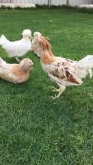 france chicken