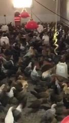 دجاج بلدى عمر شهرين 