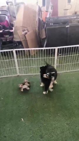 هاسكي مالموت متاح ٢ 
