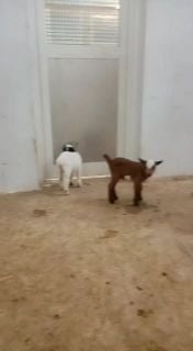 ماعز قزم