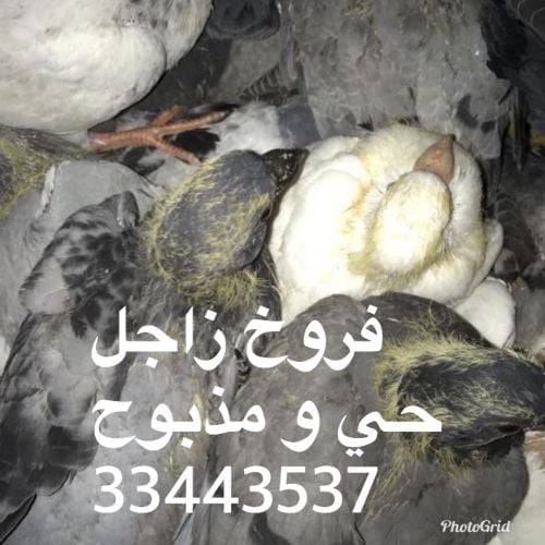 زغاليل