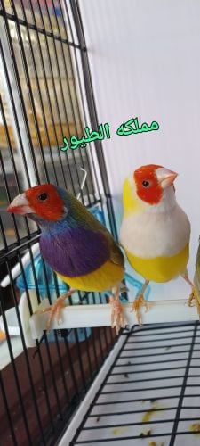 الفنش جولدن