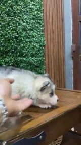 هاسكي لون رصاصي 