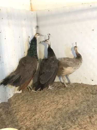 peacock