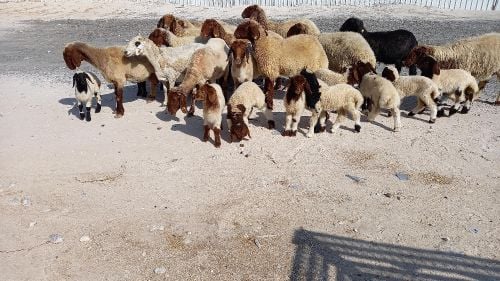 مطلوب غنم