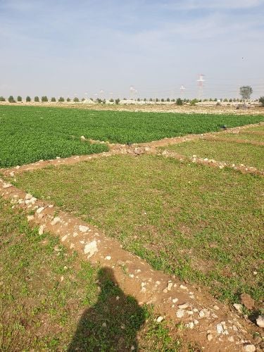 ارض زراعيه  للايجار