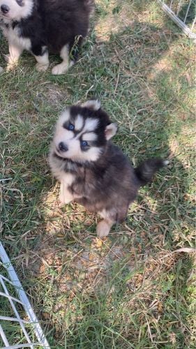 dogs for sale 