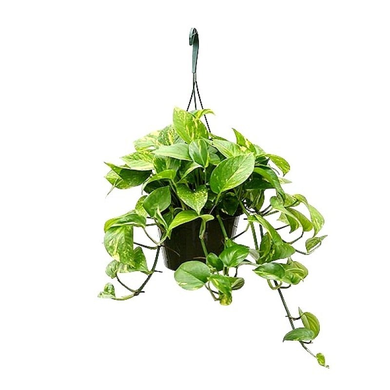 Money Plant Hanging 1 Piece