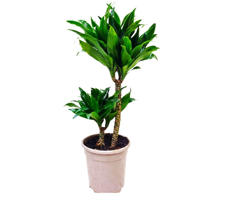 Dracaena Fragrance Compacta