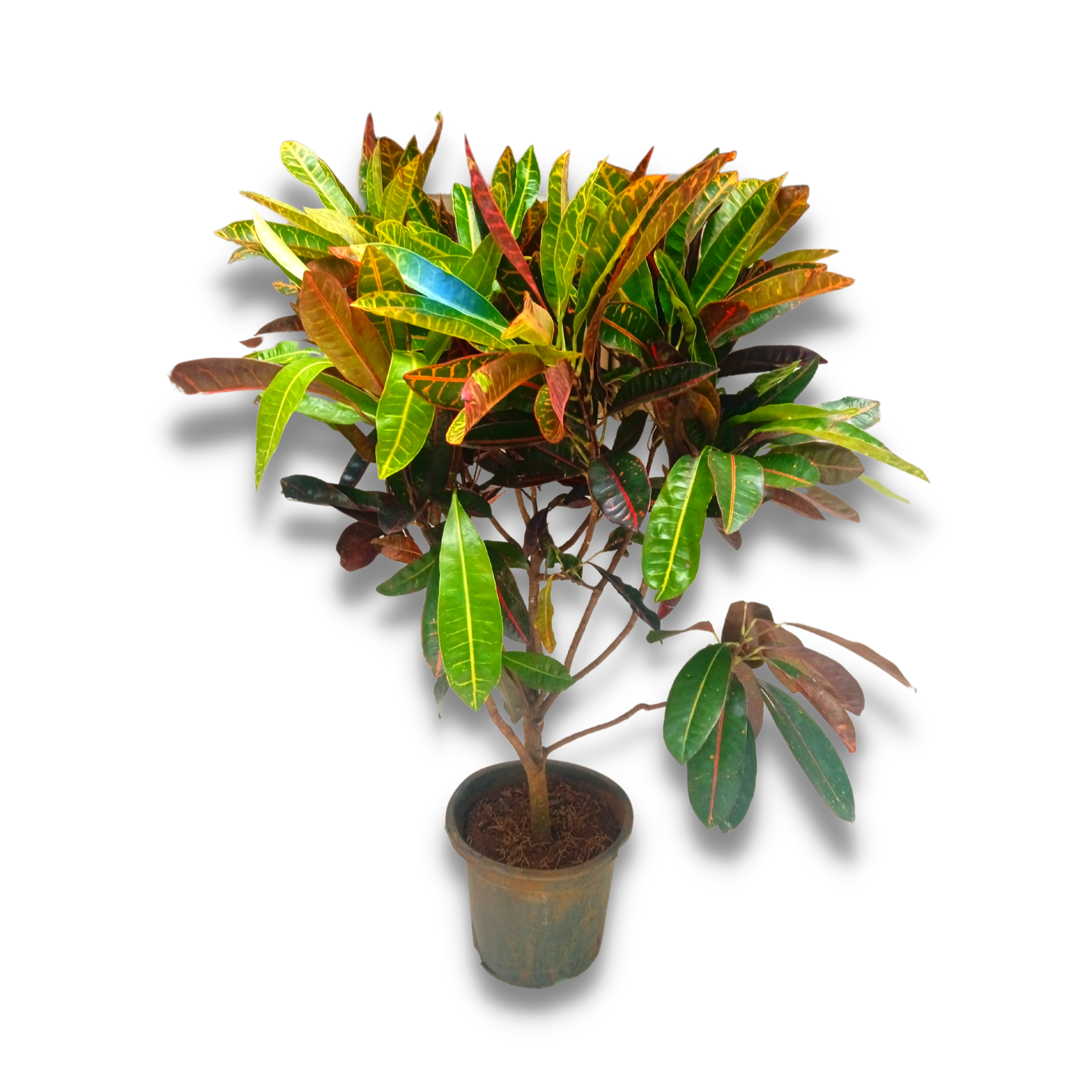 Croton Plant XL