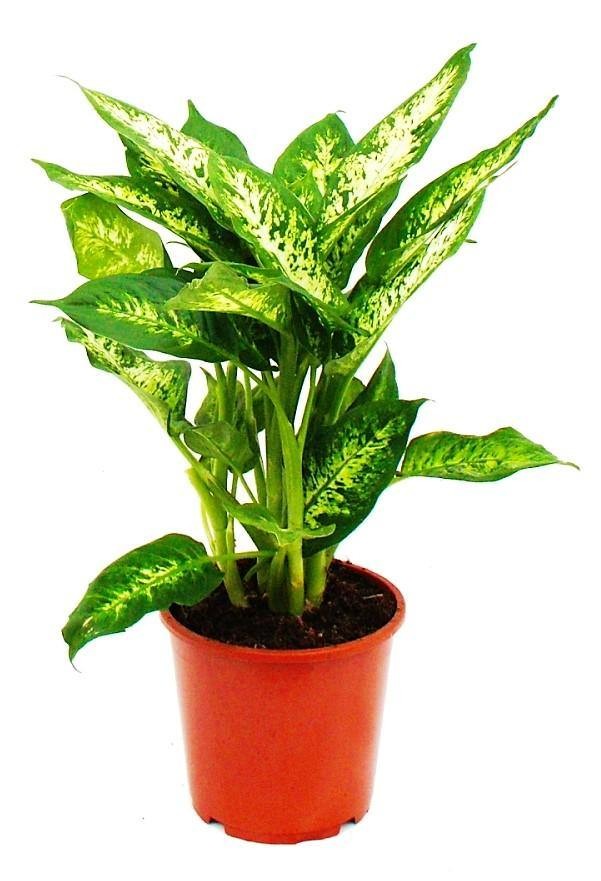 Dieffenbachia Compacta