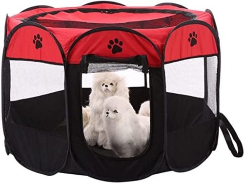 dog and cat play open