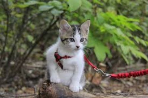leash + harness