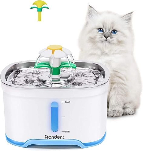 dog and cat drinking fountain