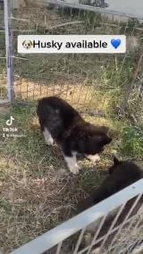 husky available now puppies 