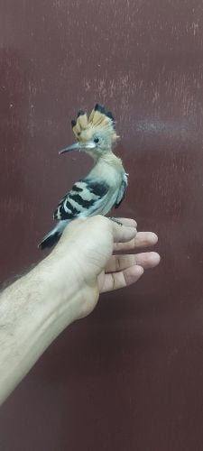 هداهد