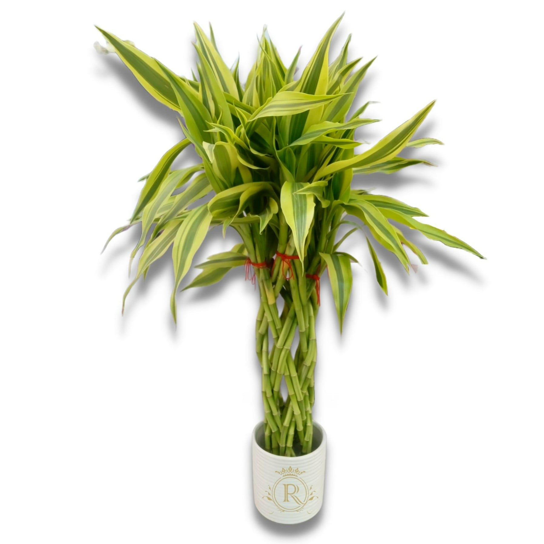 Lucky Bamboo 20 Stem Gold