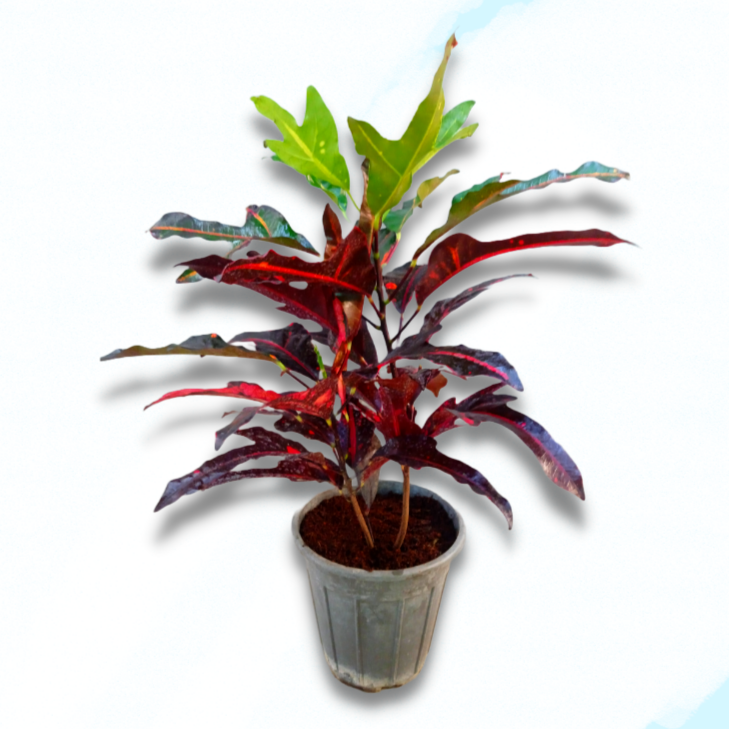 Croton Plant  Big