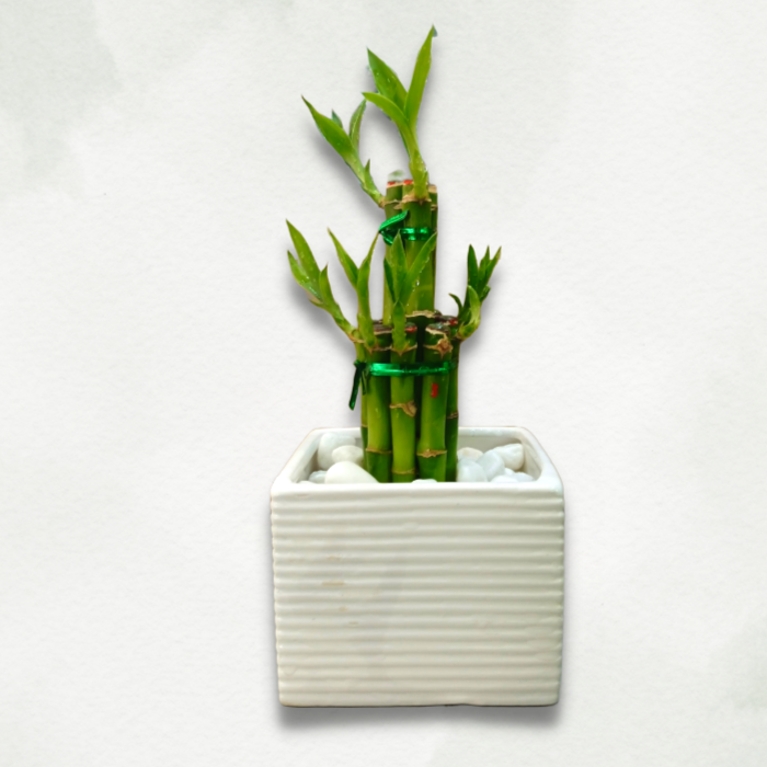 Lucky Bamboo With White Pot