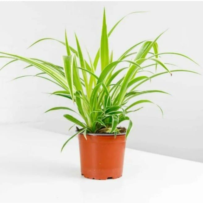 Chlorophytum Com variegatum