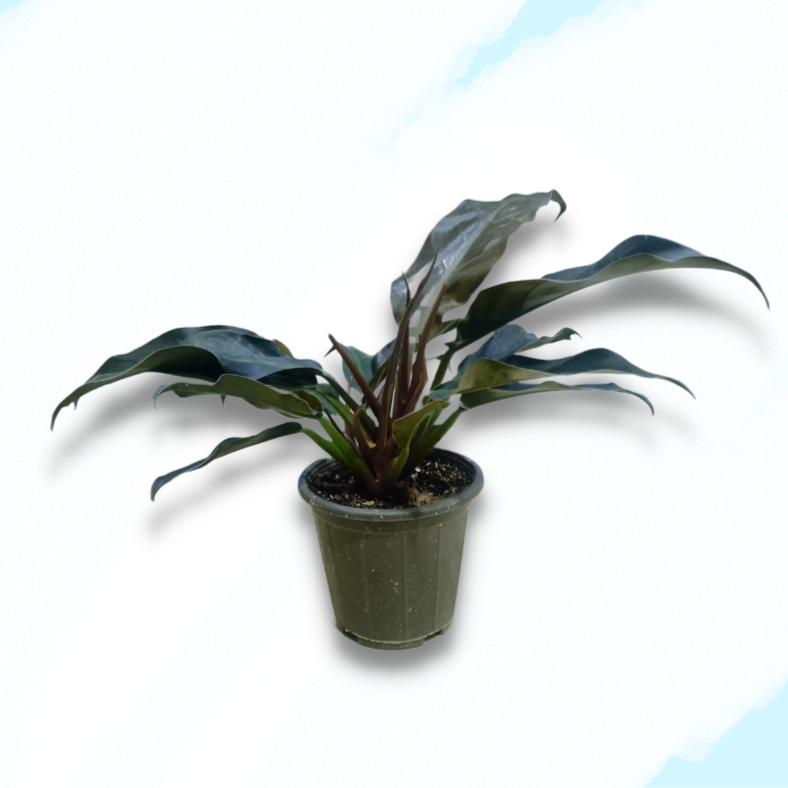 Philodendron Imperial Red