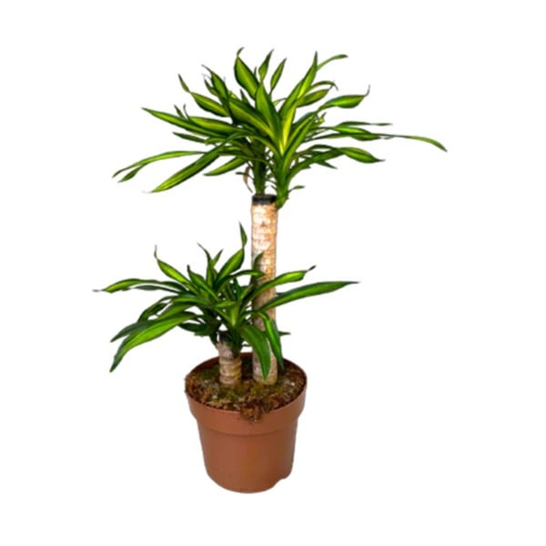 Dracaena fragrans Riki 2PP