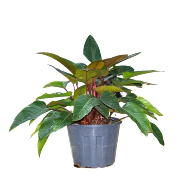 Red Imperial Plant