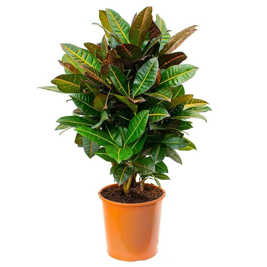 Codiaeum Croton  Branched