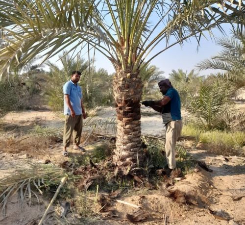 زراعه النخيل