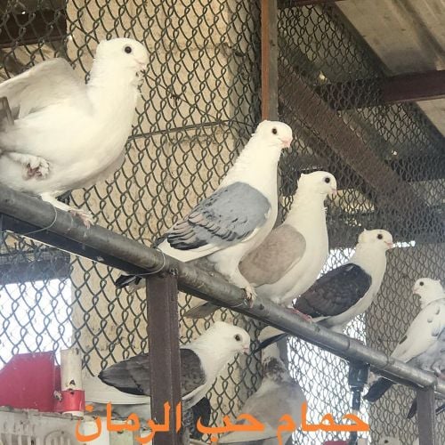 حمام حب الرمان