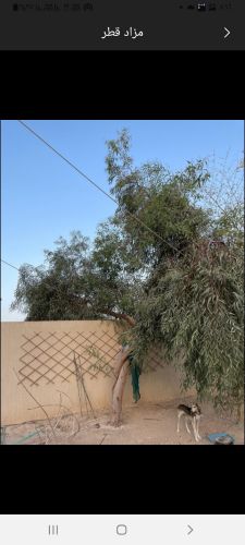 مقطع اشجار