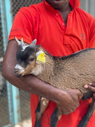 ‏goat