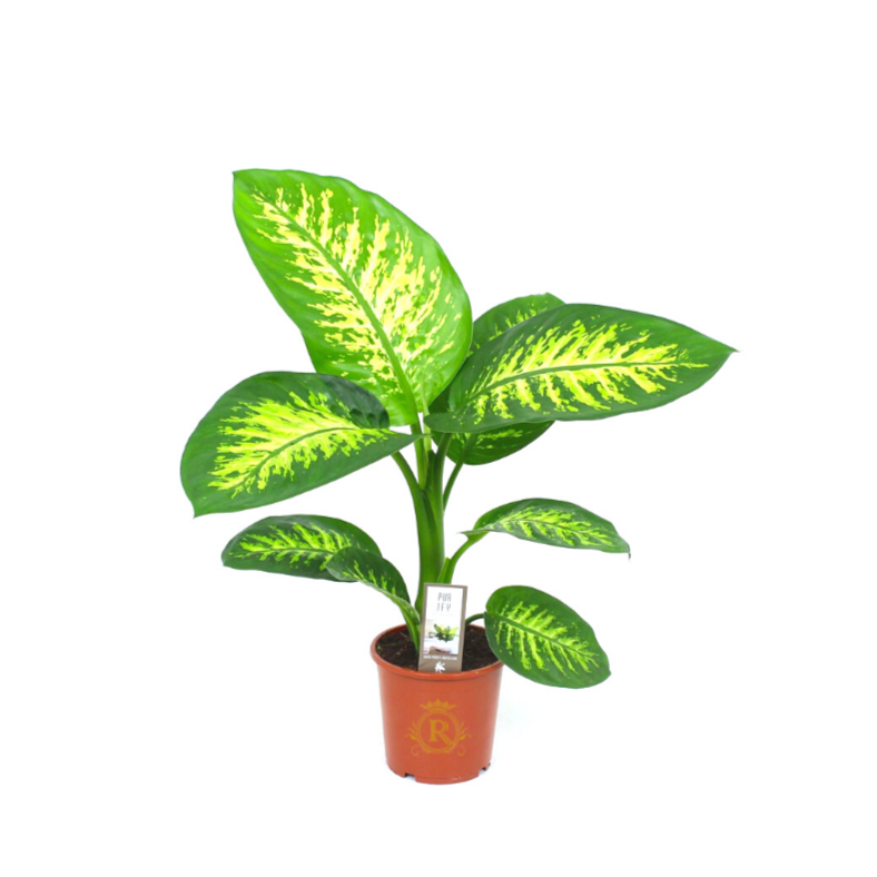 Dieffenbachia Seg Tropic Snow