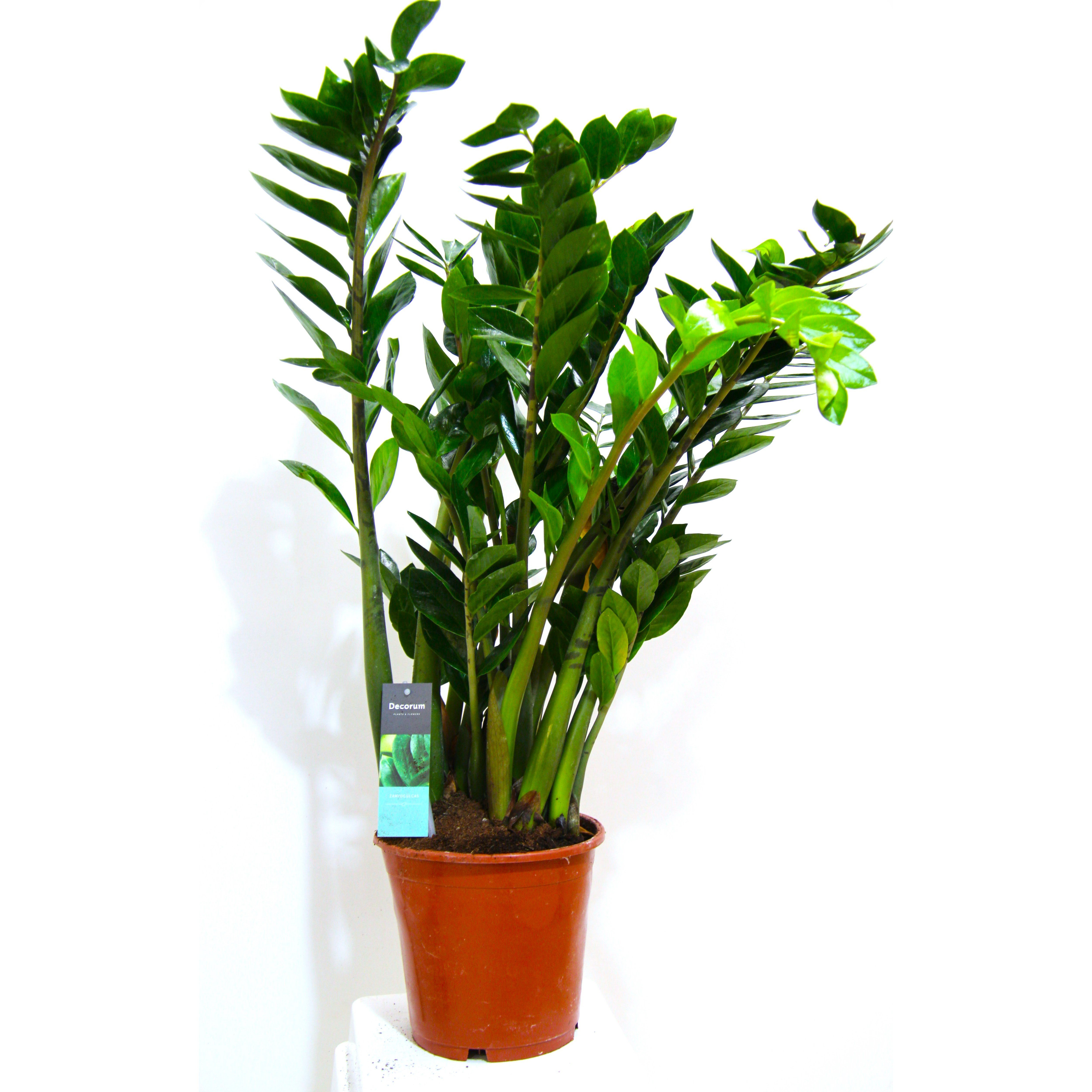 Zamioculcas Zamiifolia