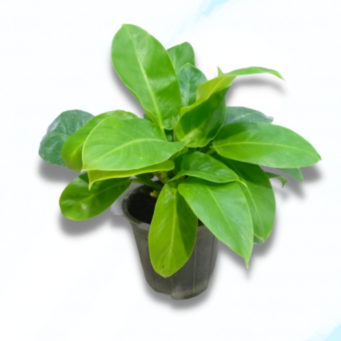 Philodendron Erubescens