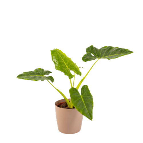 AlocasiaMacrorrhiza Gaint Taro