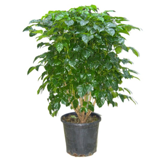 Radermachera Sinica China Doll