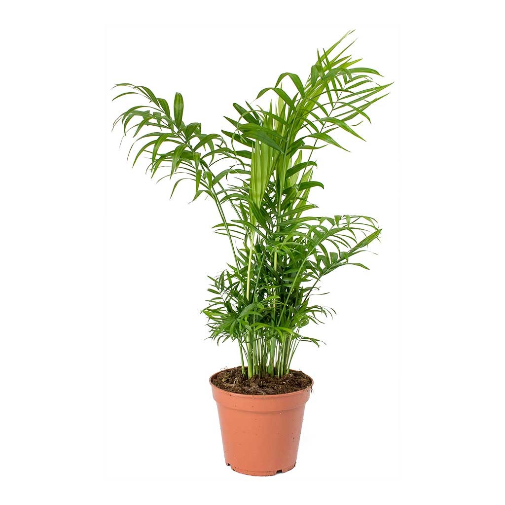 Chamaedorea Elegans S