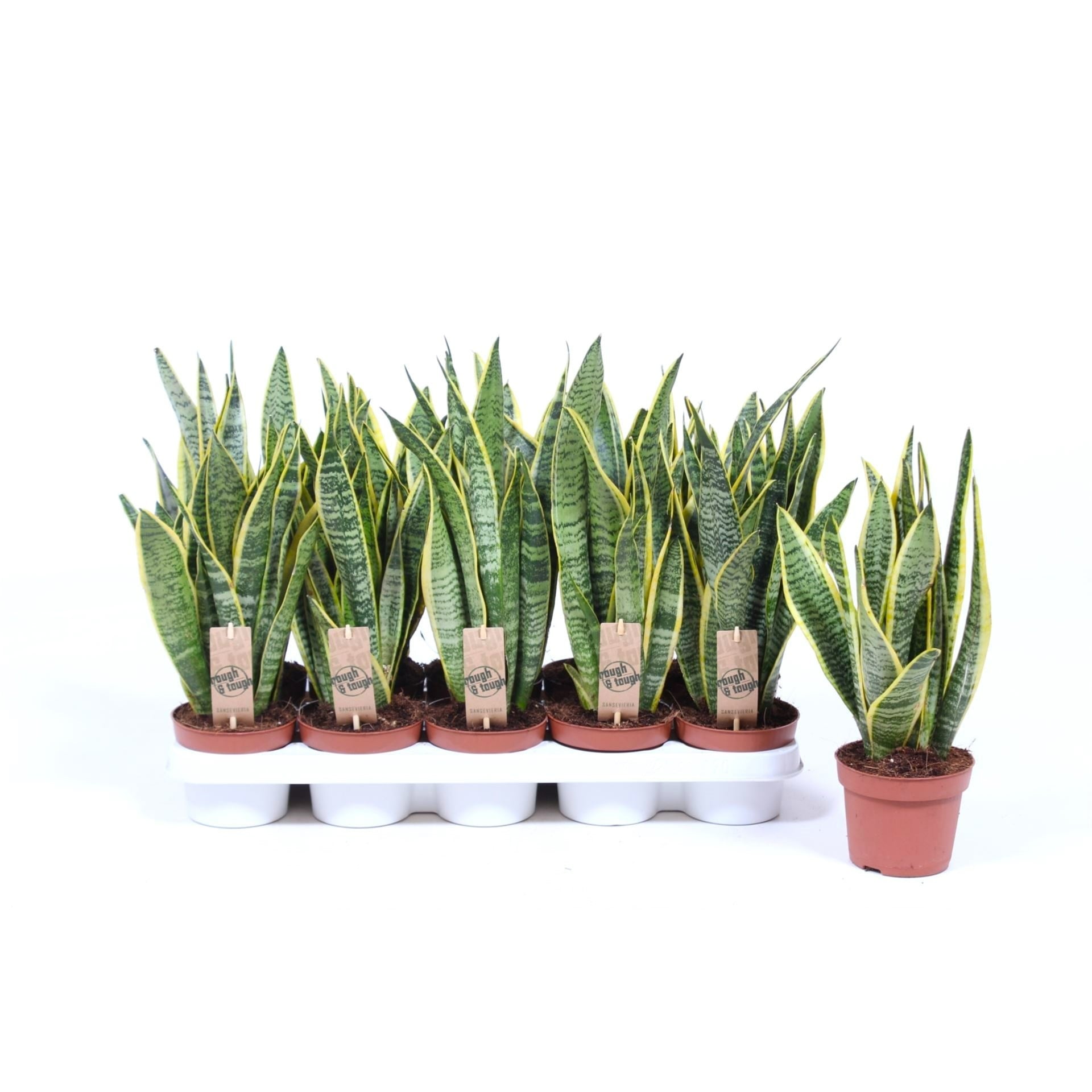 Snake Plant 1 Piece