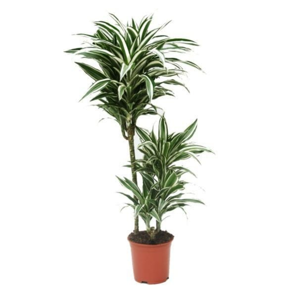Dracaena Frag White Jewel