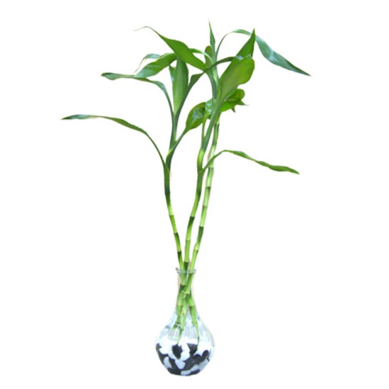 Lucky Bamboo With Glass Jar 2