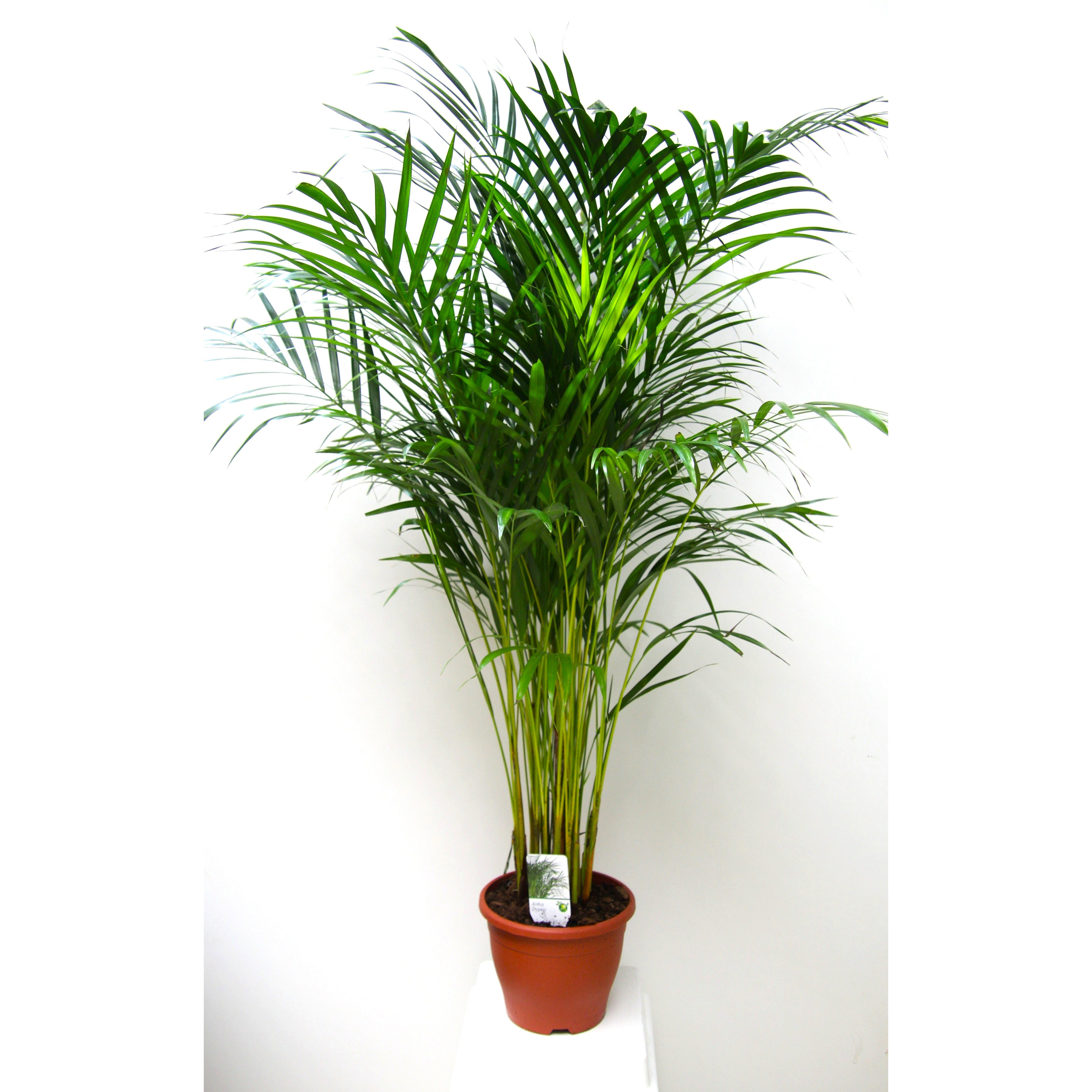 Dypsis Lutescens Areca Palm