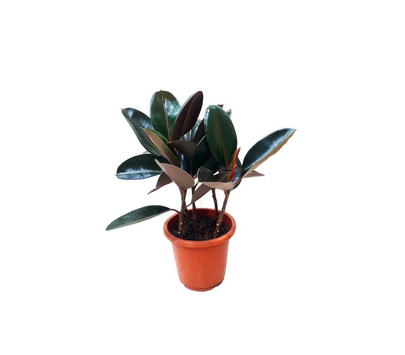 Ficus Elastica  5 pp