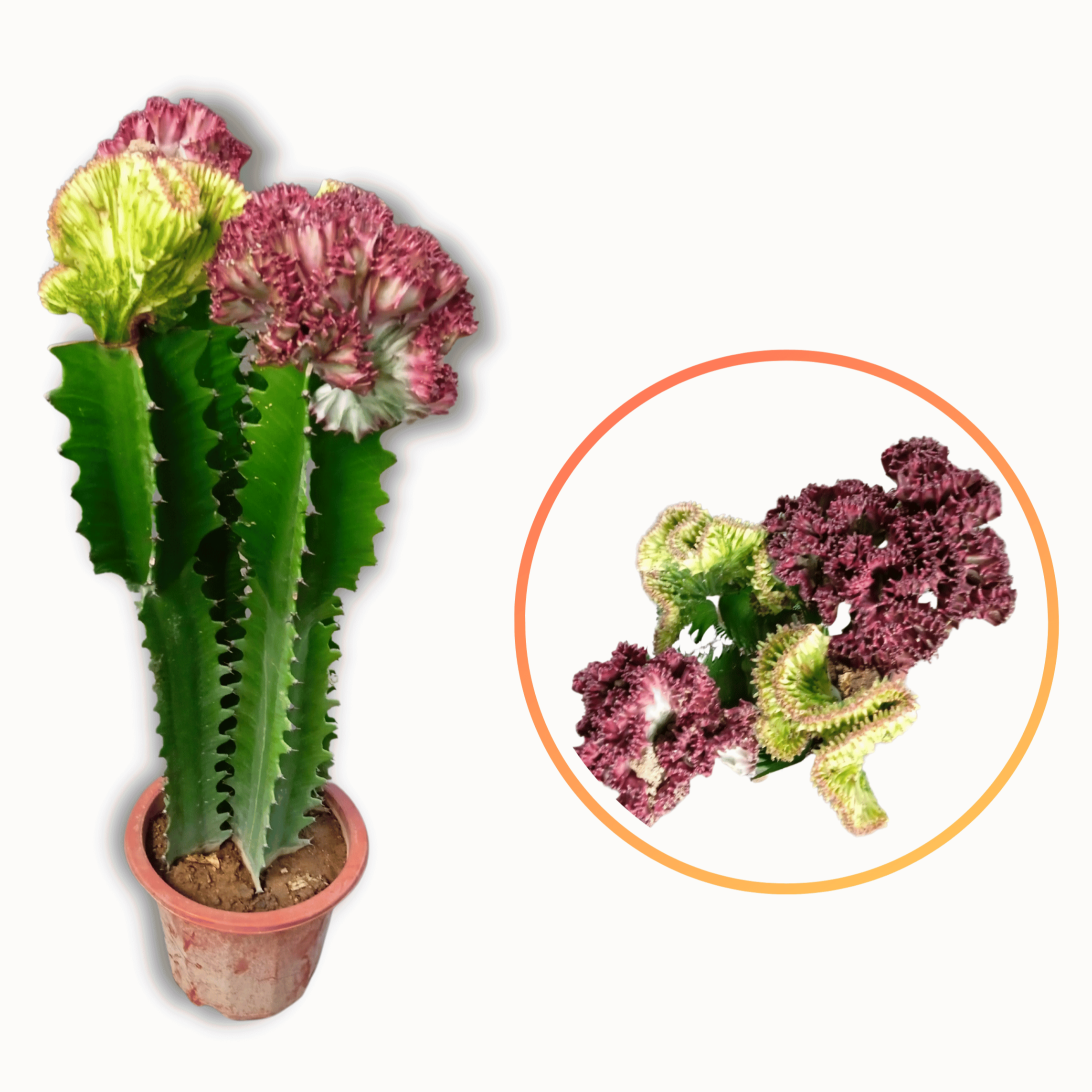 Coral Cactus Big