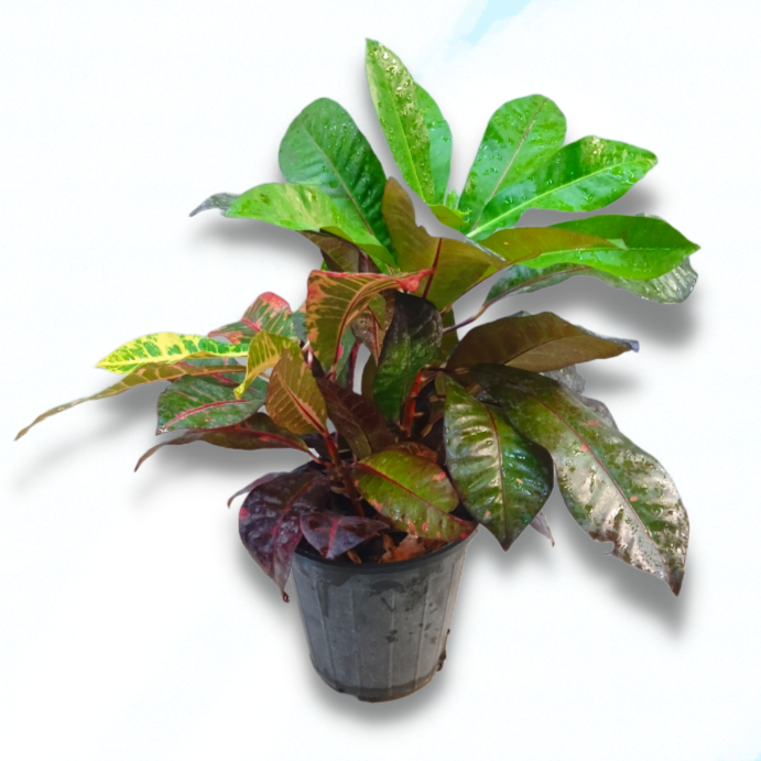 Croton plant