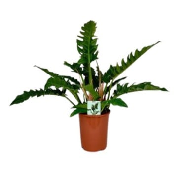 Philodendron Narrow Escape