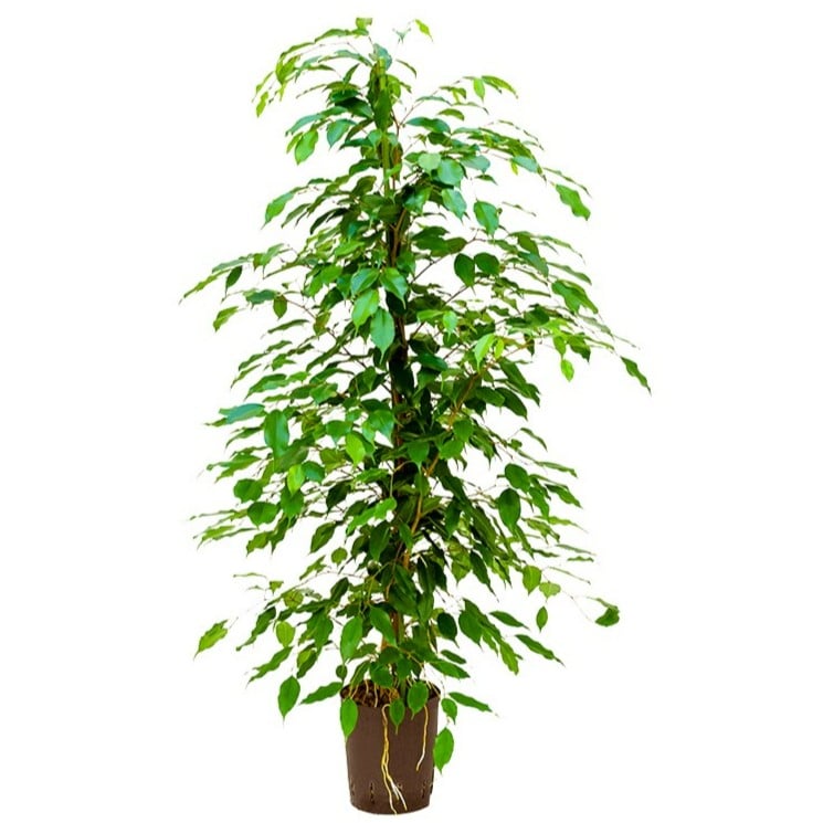 Ficus Benjamina