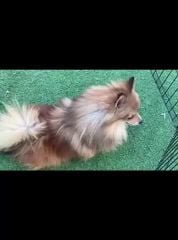 بومرينيان انثى 