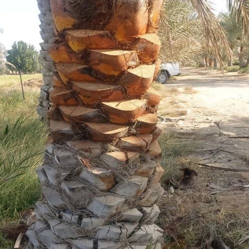 العنايه بالنخيال