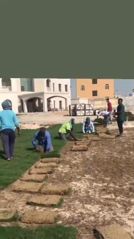 زراعه العشب